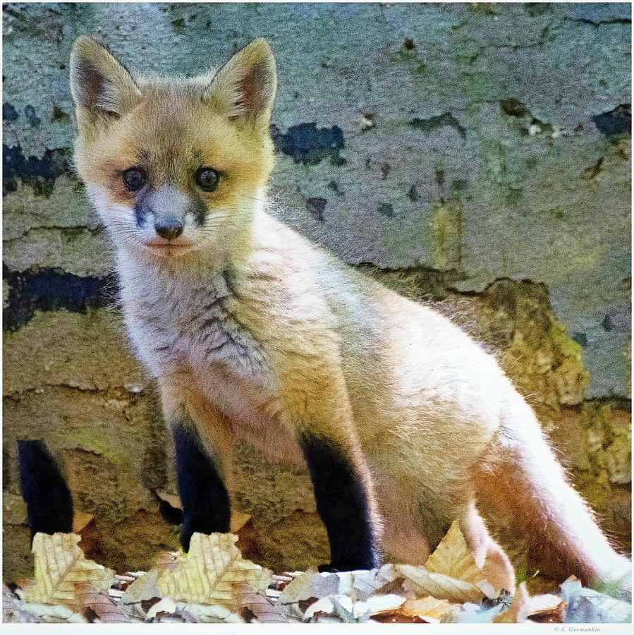 Kit Fox, 2021_1 Photograph by A Macarthur Gurmankin