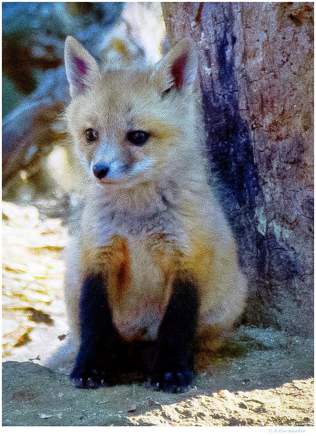 Kit Fox, 7313 Photograph by A Macarthur Gurmankin