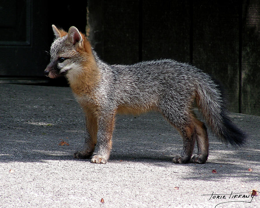 Kit Fox14 Photograph by Torie Tiffany