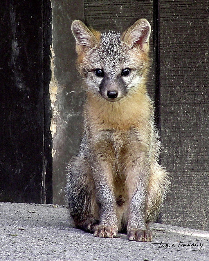 Kit Fox15 Photograph by Torie Tiffany