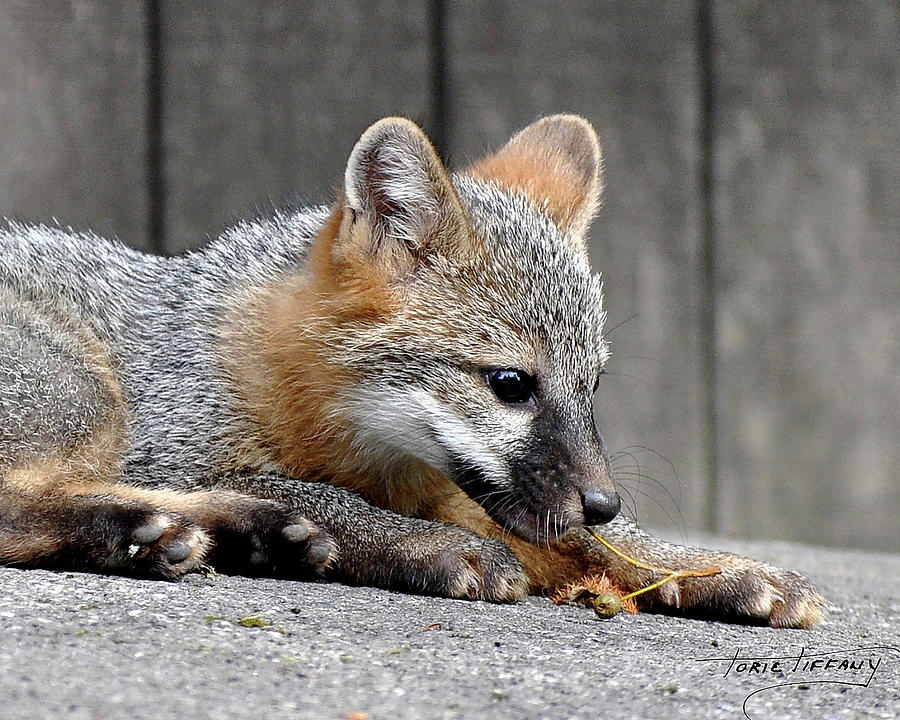 Kit Fox3 Photograph by Torie Tiffany