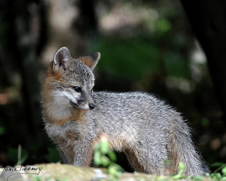 Kit Fox7 Photograph by Torie Tiffany