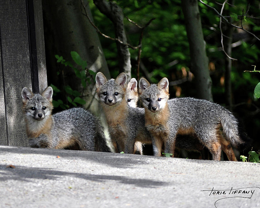 Kit Fox9 Photograph by Torie Tiffany
