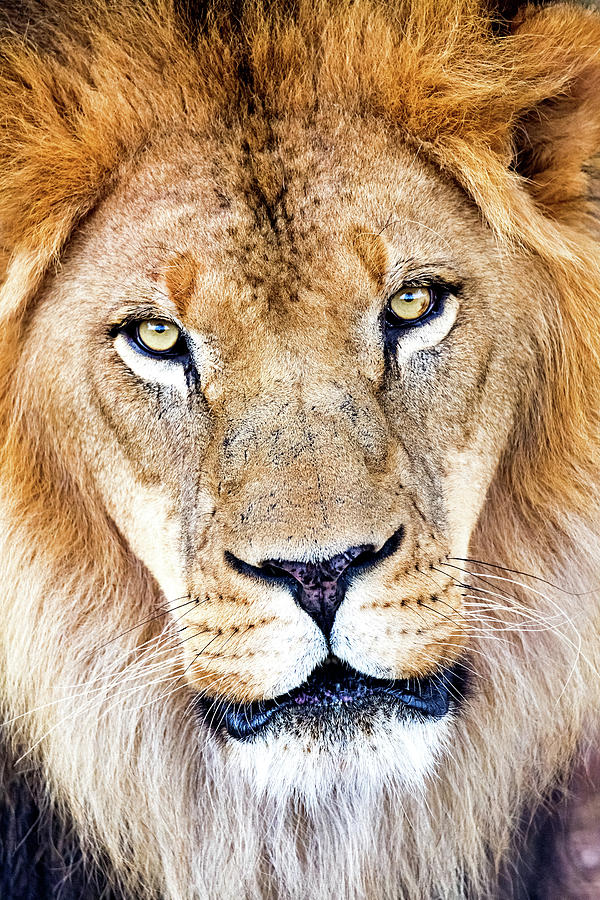 Wildlife Photograph - Kitambi the Lion by Good Focused