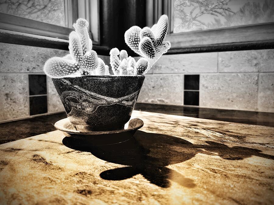 Kitchen Cactus Photograph by Mary Lee Dereske Kitchen Cactus Photograph by Mary Lee Dereske