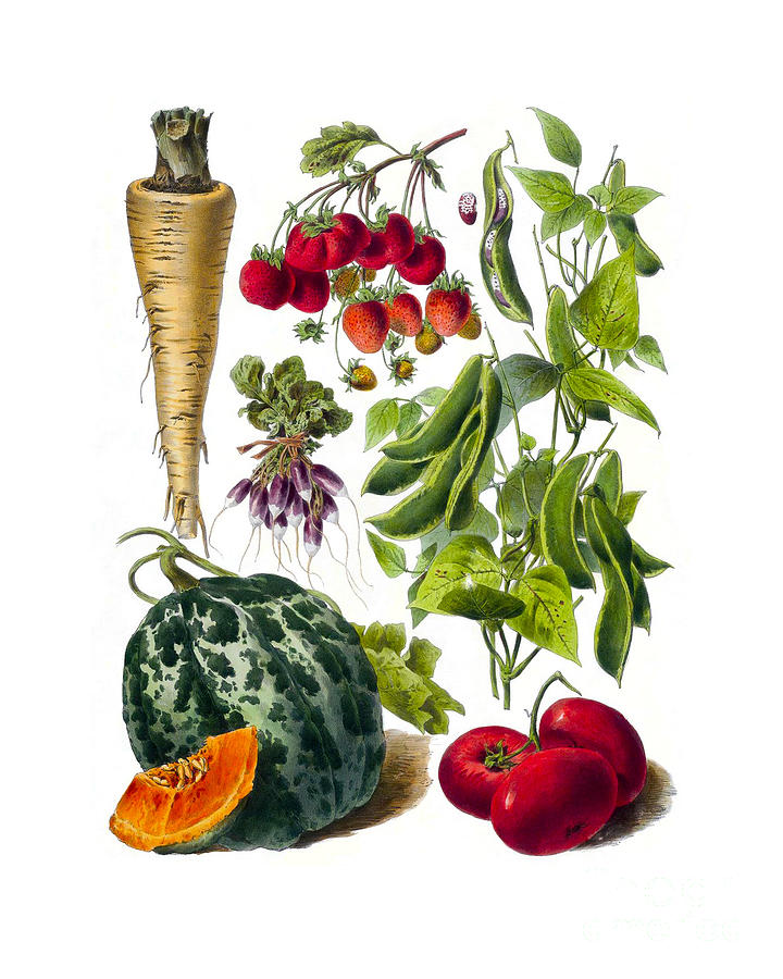 Vegetable Digital Art - Kitchen chart by Madame Memento