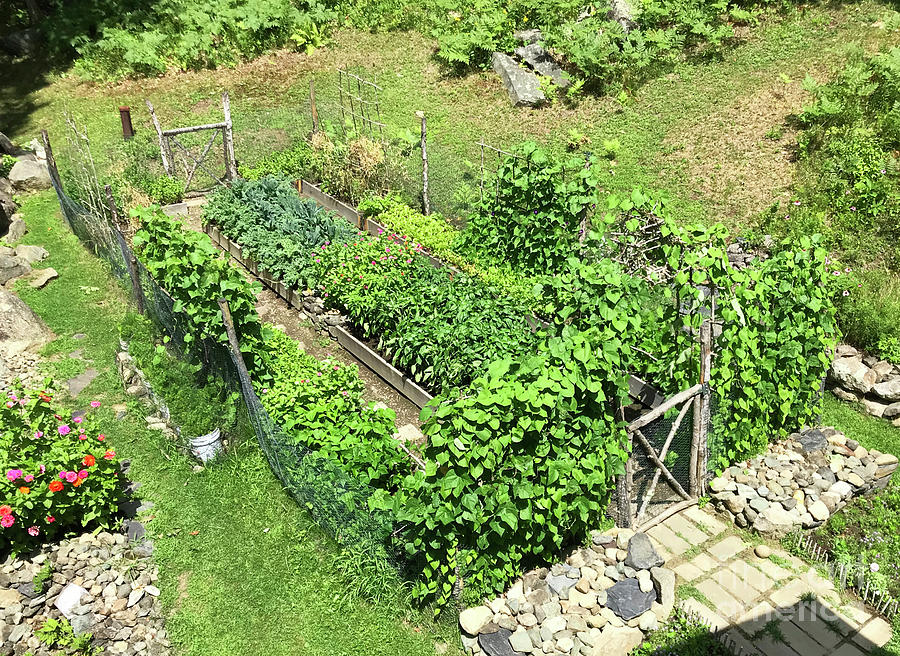 Kitchen Garden From Above.  Mid August. The Victory Garden Collection. Photograph by Amy E Fraser