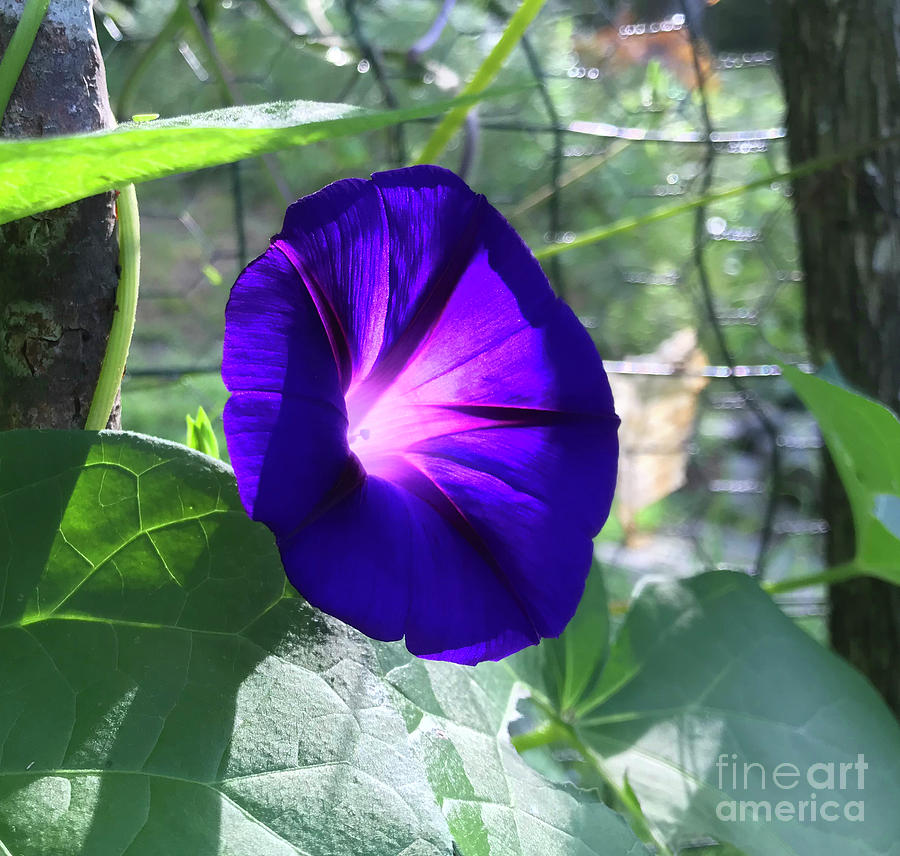 Kitchen Garden Morning Glory in Late July. The Victory Garden Collection. Photograph by Amy E Fraser