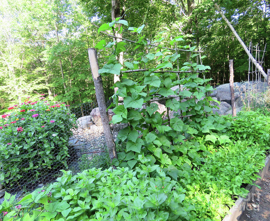 Kitchen Garden Pole Beans, Arugula, Basil, Parsley and Zinnias in Late July. The Victory Garden Photograph by Amy E Fraser
