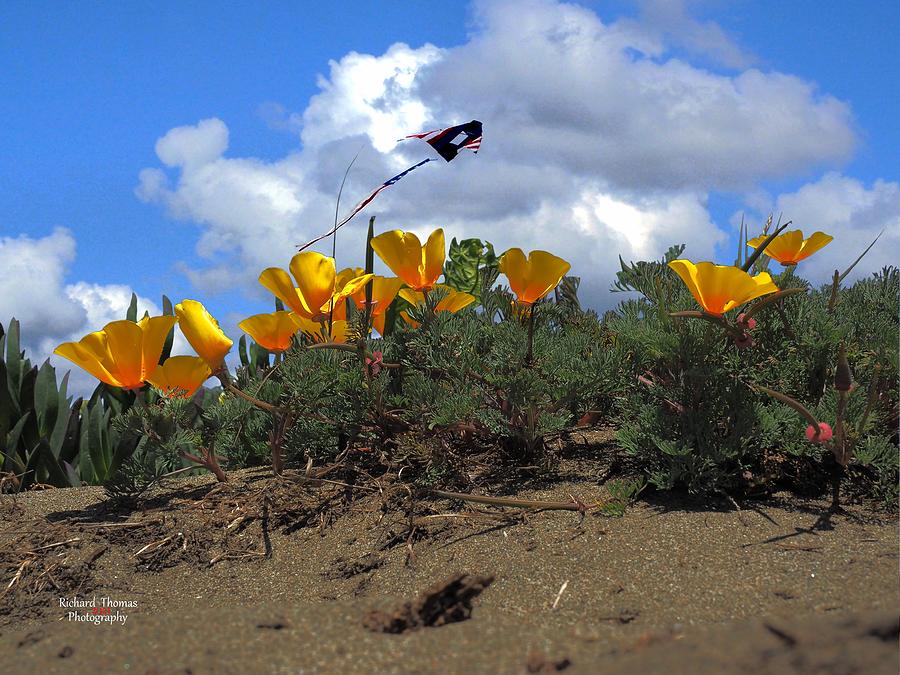 Kite and Poppies Photograph by Richard Thomas
