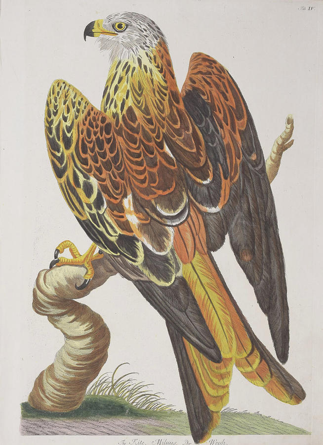 Kite c.1771 British Zoology  Digital Art by Kim Kent