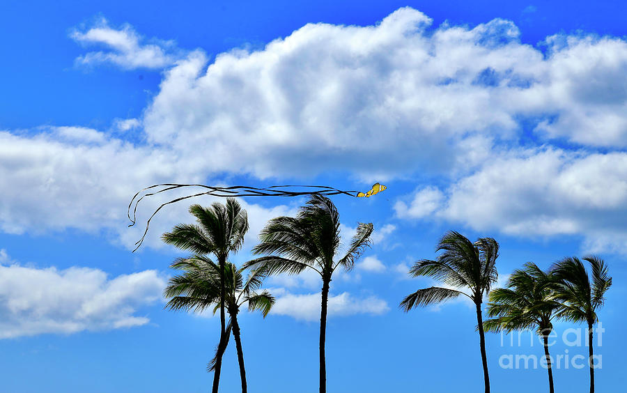 Kite Flying Photograph by Craig Wood