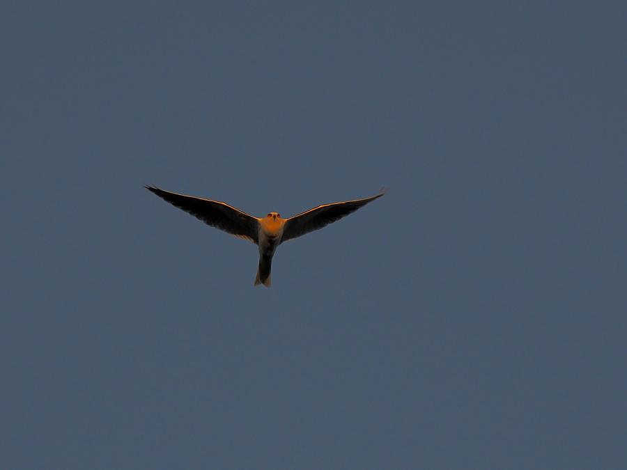 Kite Hovering Photograph by Richard Thomas