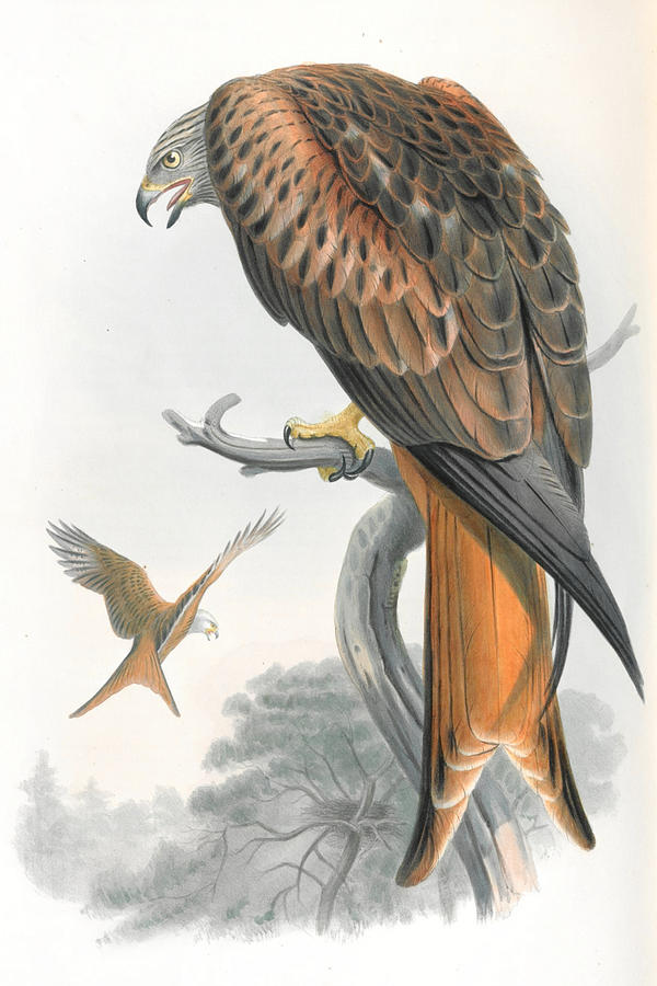 Kite. John Gould Drawing by World Art Collective