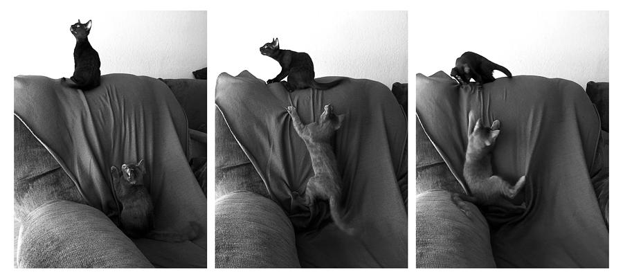 Kitten Action on Chair triptych Photograph by Katherine Nutt