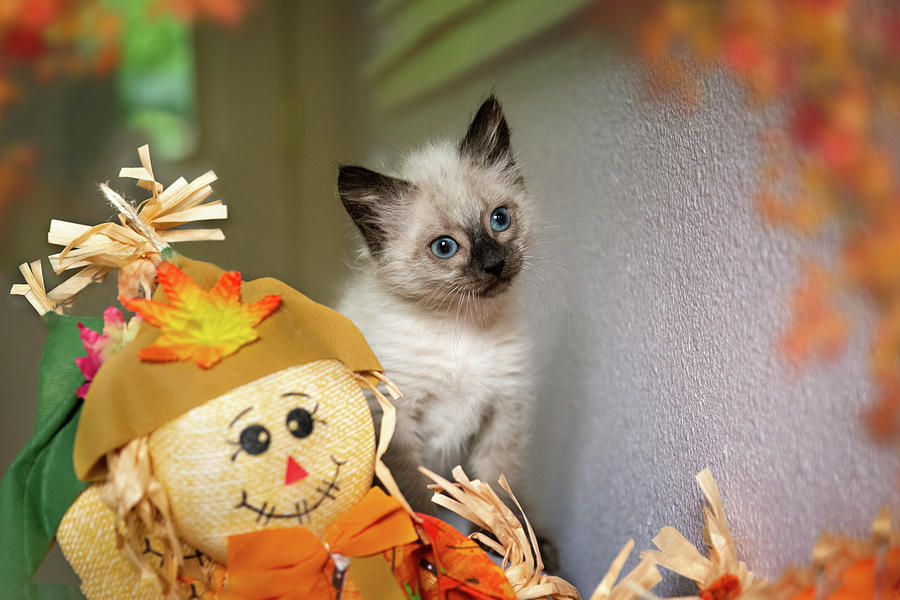 Kitten and Scarecrow Photograph by Diane Moller Kitten and Scarecrow Photograph by Diane Moller