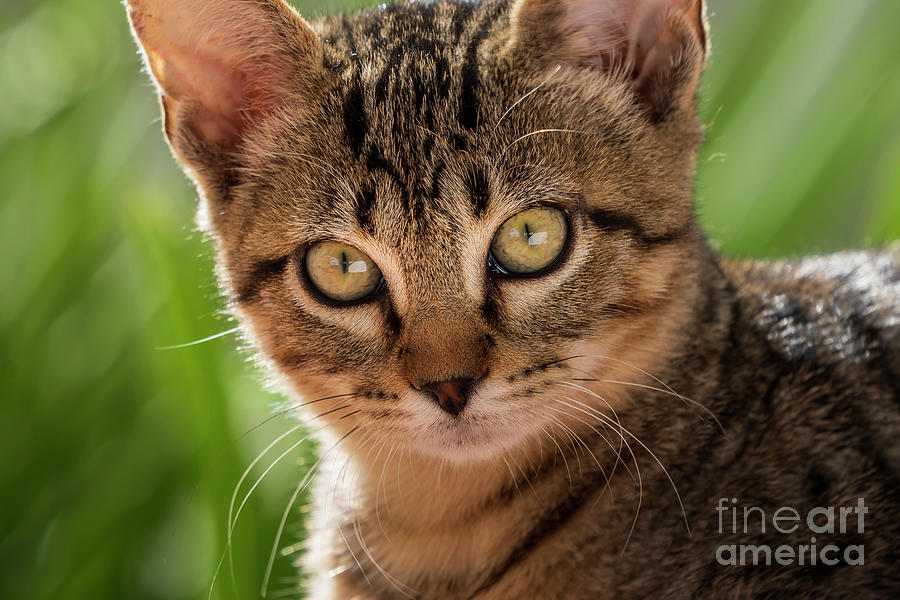 Kitten Close Up Green Photograph by Pablo Avanzini