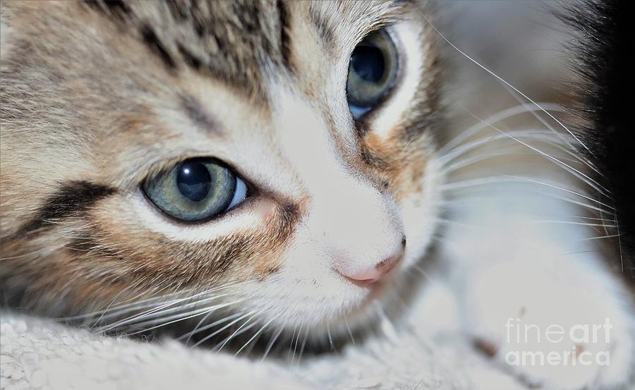 Kitten Close-up Photograph by Mesa Teresita