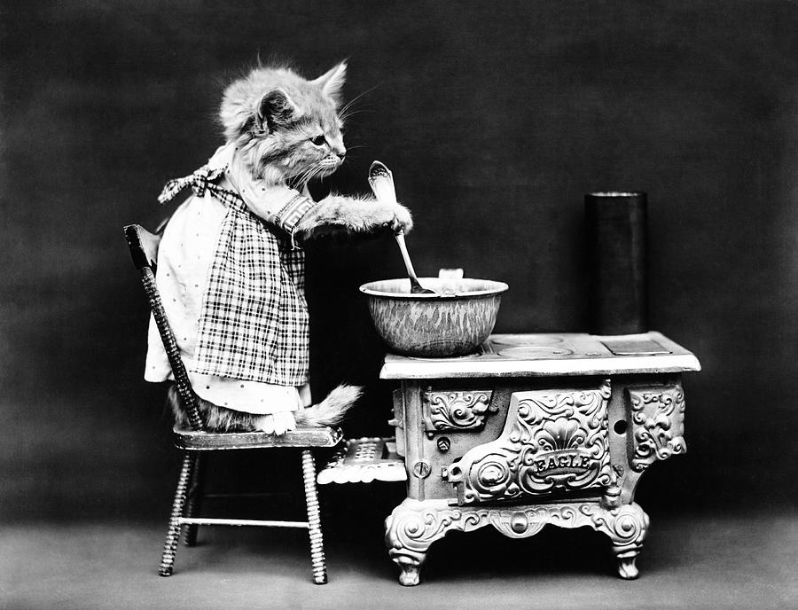 Kitten Cooking On The Stove - Harry Whittier Frees - 1914 Photograph by War Is Hell Store