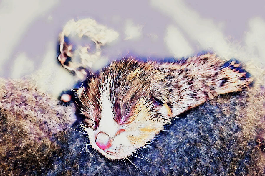 Kitten Dreams Digital Art