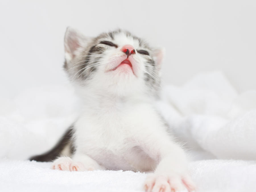 Kitten Falling Asleep on a White Towel Photograph by Yuko Yamada