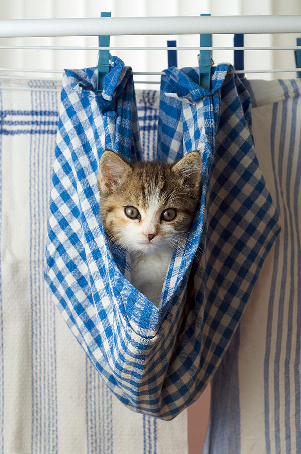 Kitten hanging on a washing line in a dishcloth Photograph by Dominik Eckelt