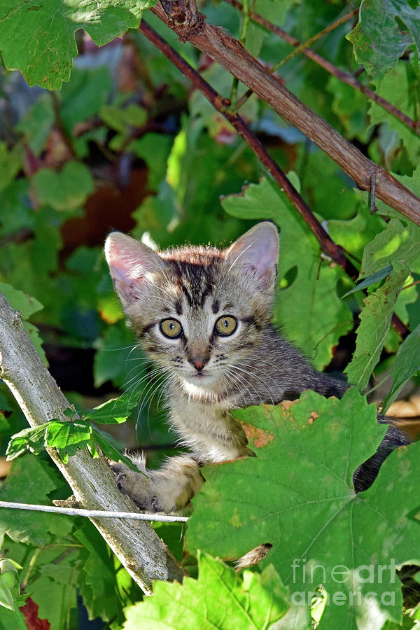 Mackerel Tabby Photograph - Kitten hidden in greenery by Tibor Tivadar Kui