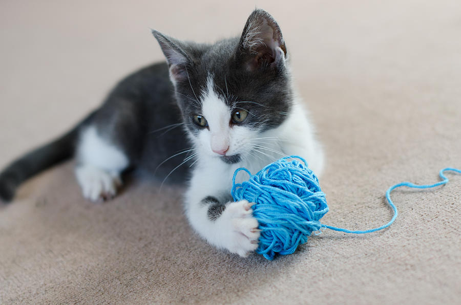 Kitten holding ball of wool (felis catus) Photograph by Lorraine Barnard