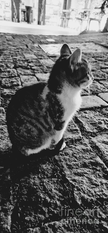Kitten in Istanbul street Photograph by Paola Baroni