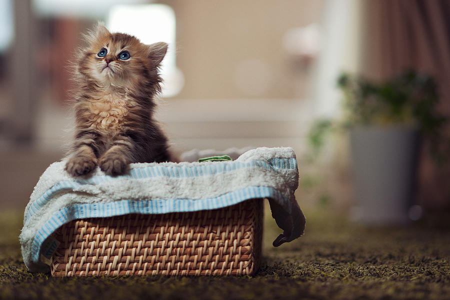 Kitten in towel lined basket Photograph by Benjamin Torode