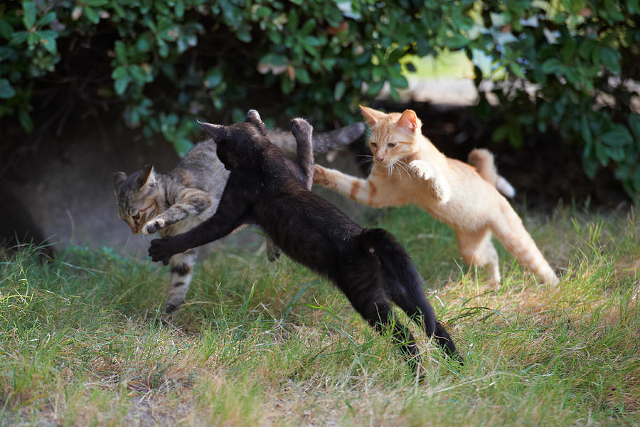 Kitten jumping Photograph by Akimasa Harada