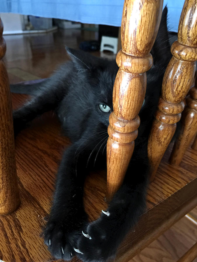 Kitten Kaboodle Monster On The Chair Photograph