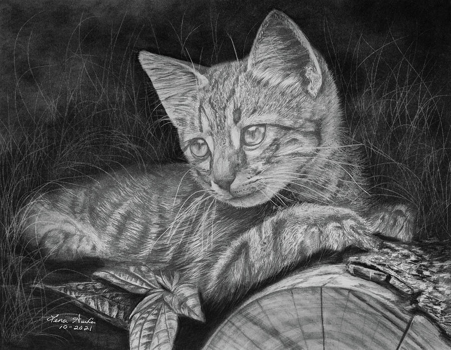 Cat Drawing - Kitten by Lena Auxier