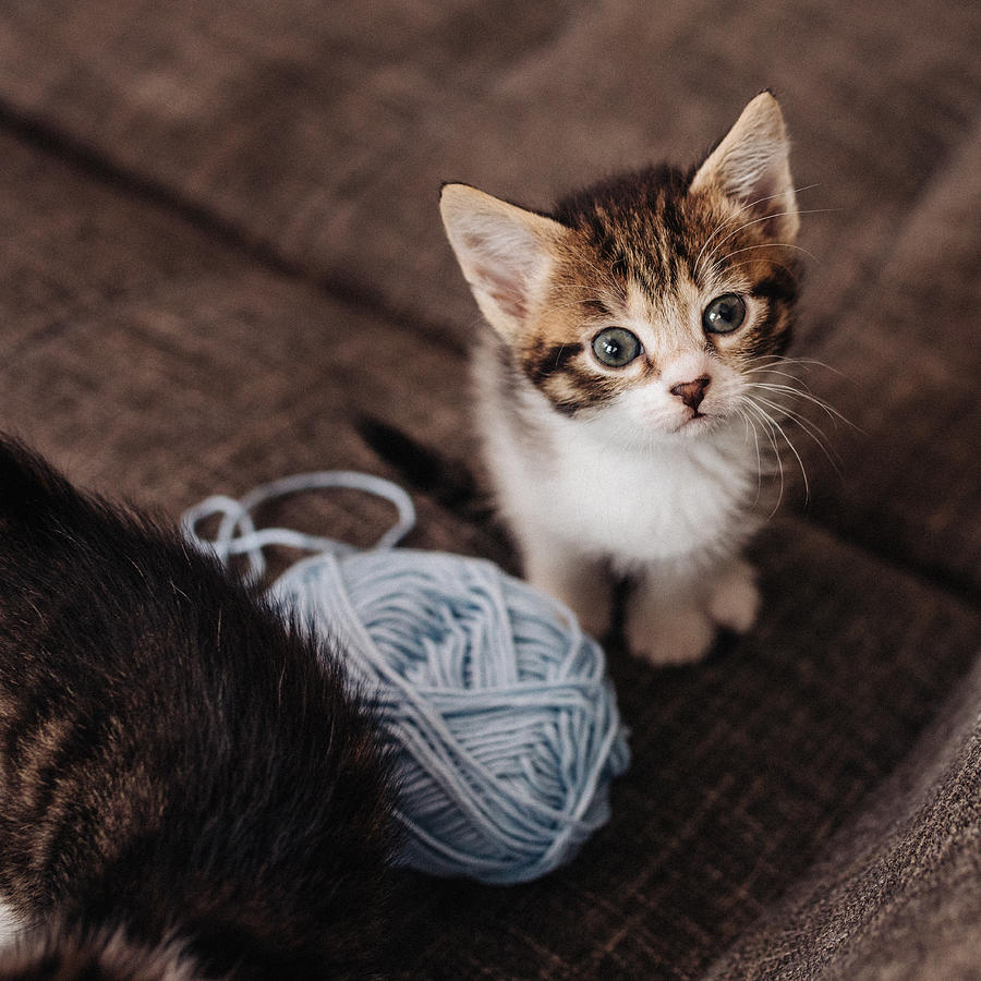 Kitten looking up next to ball of yarn on couch Photograph by Wundervisuals