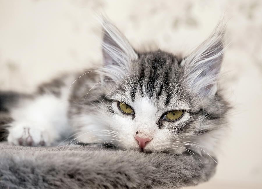 Kitten Lying On Bed And Looking At Camera  Photograph by Mikhail Kokhanchikov