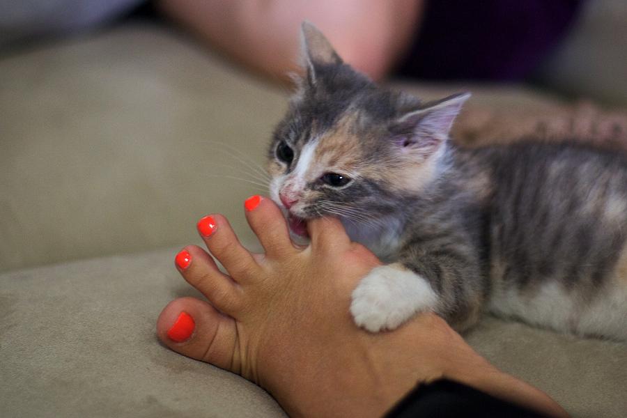 Kitten nibbling on orange painted toenails Photograph by C. Chase Taylor