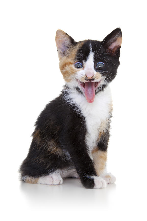 Kitten on White Background Photograph by Dem10