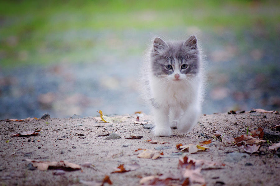 Kitten out for a Stroll Photograph by Melanie Lankford Photography