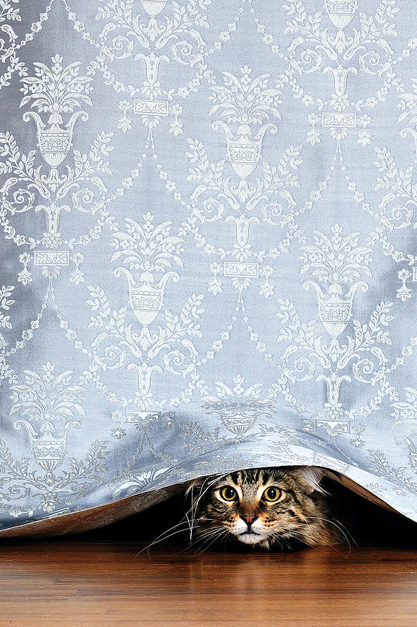 Kitten peeking out under a curtain Photograph by Allison Achauer
