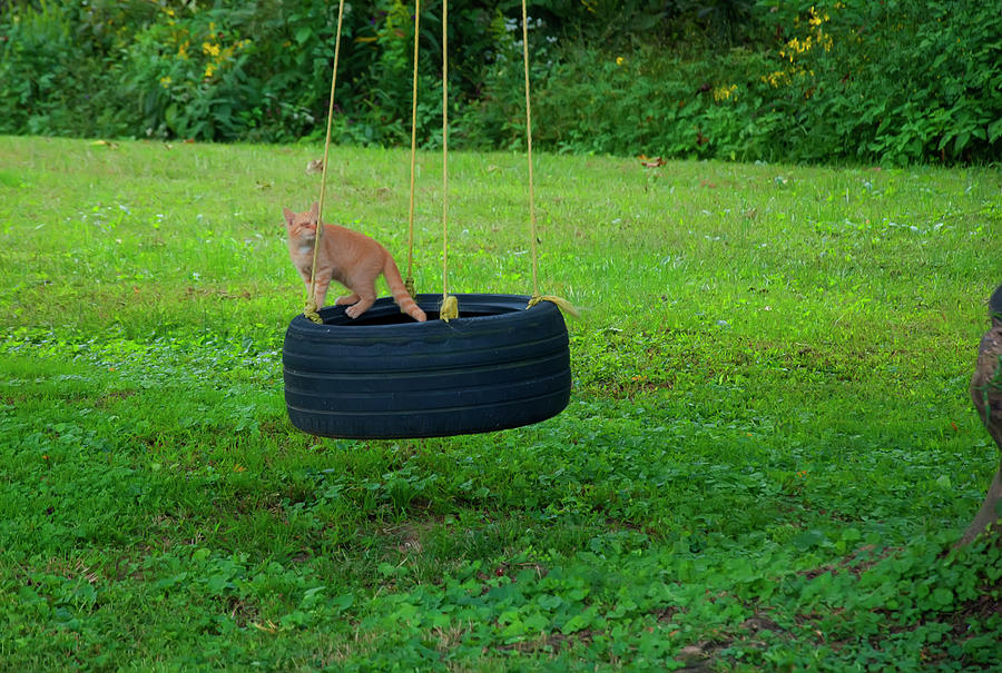 Kittens Photograph - Kitten Playing On The Tire Swing by Flees Photos
