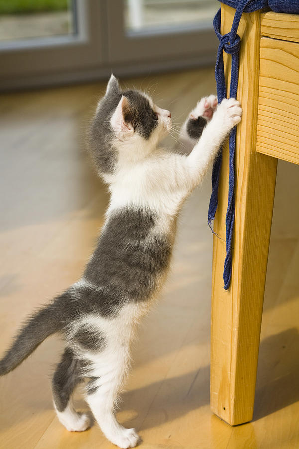 Kitten playing with ribbon on a chair Photograph by Konrad Wothe