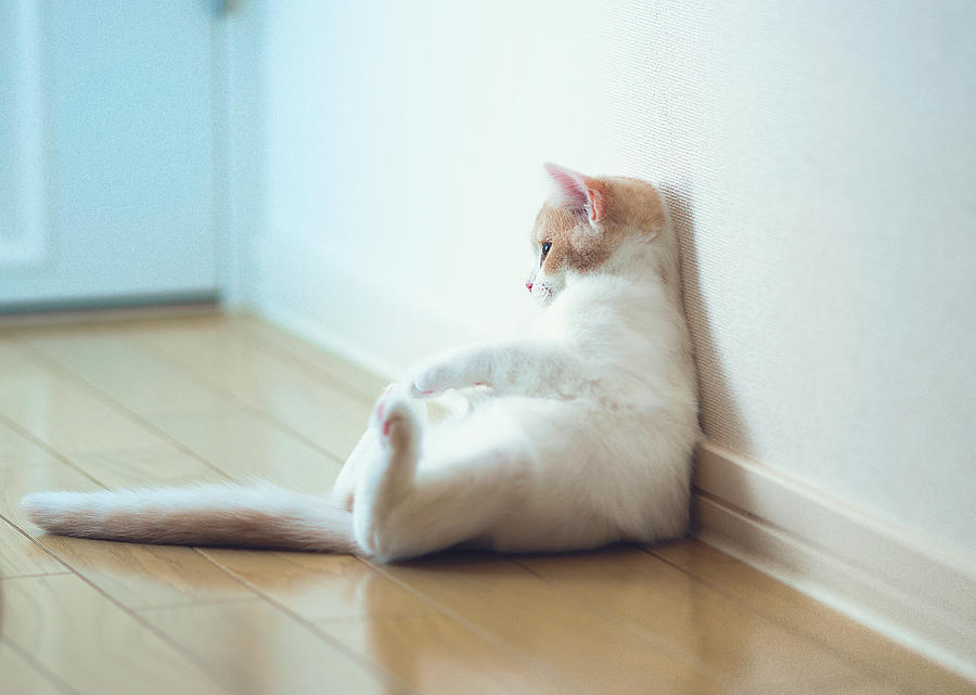 Kitten relaxing with back to wall Photograph by Benjamin Torode