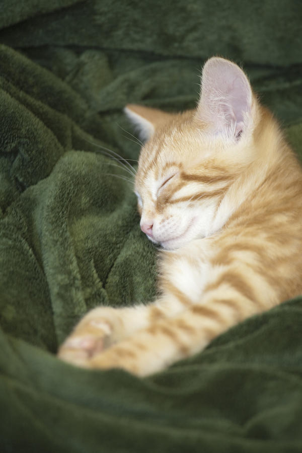 Kitten Sleeping Photograph by Photo 24