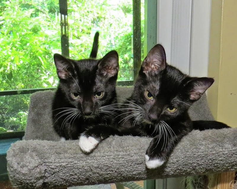 Kitten Twins Photograph by Dart Humeston