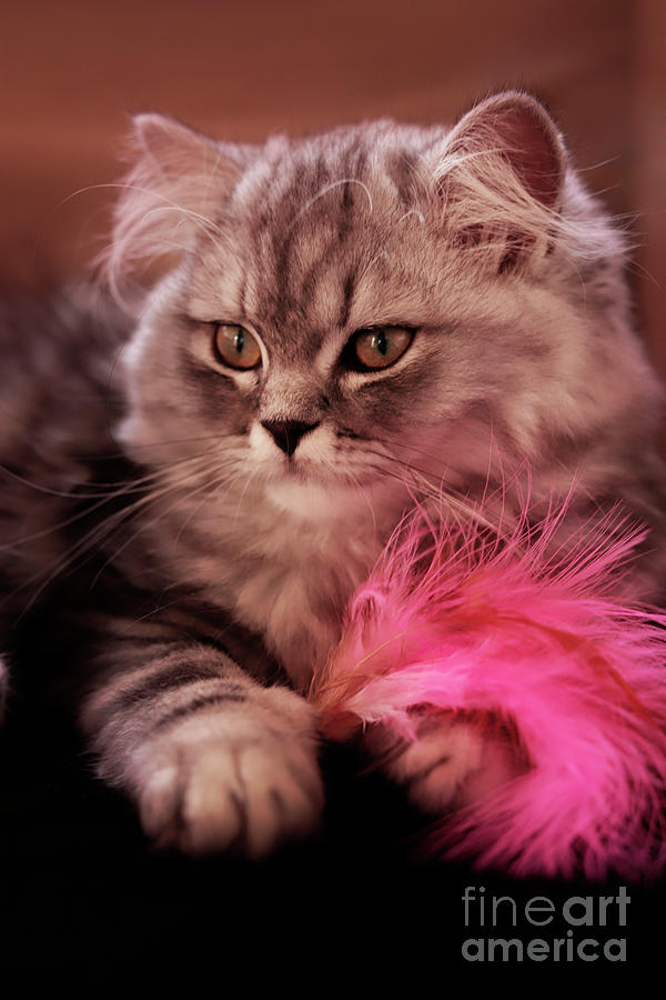 Feather Still Life Photograph - Kitten with a Pink Feather by Terri Waters