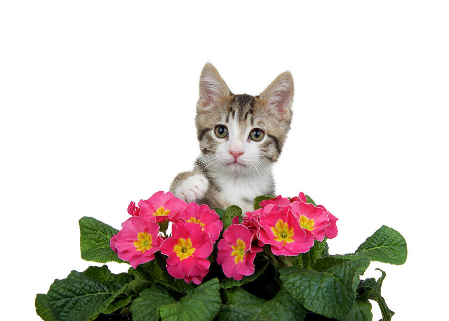Flower Photograph - Kitten with Primrose flowers by Sheila Fitzgerald