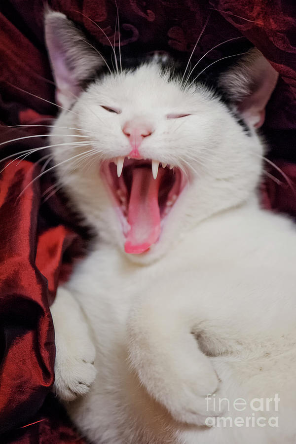 Kitten Yawns Photograph by Ant Smith