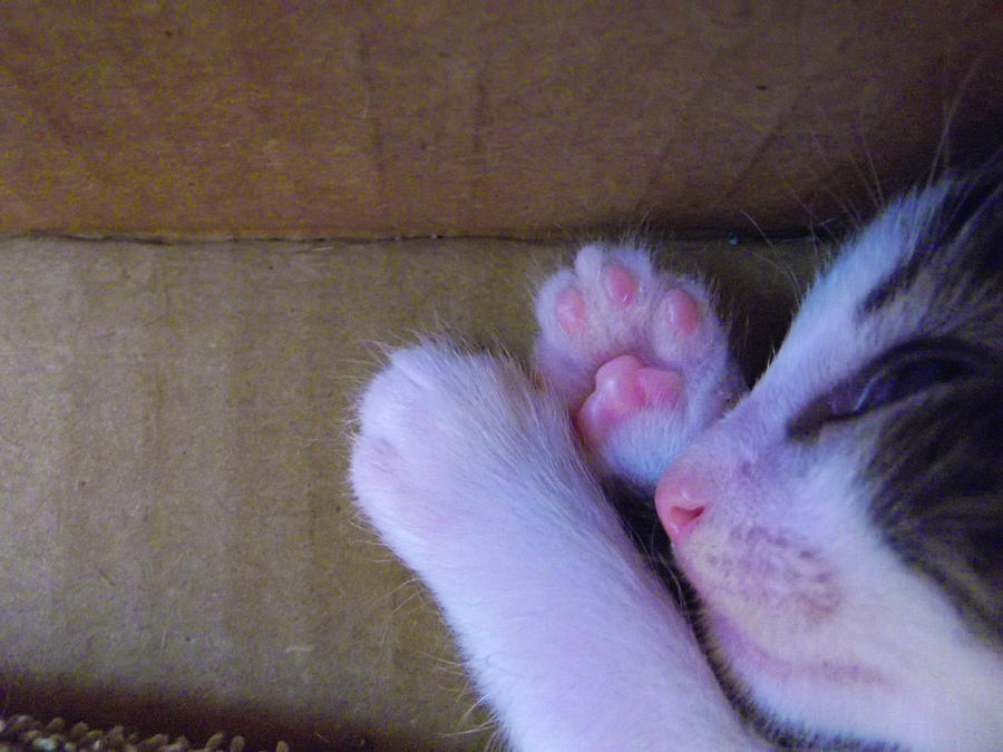 Kittens feet Photograph by Chele Blaine Fine Art America