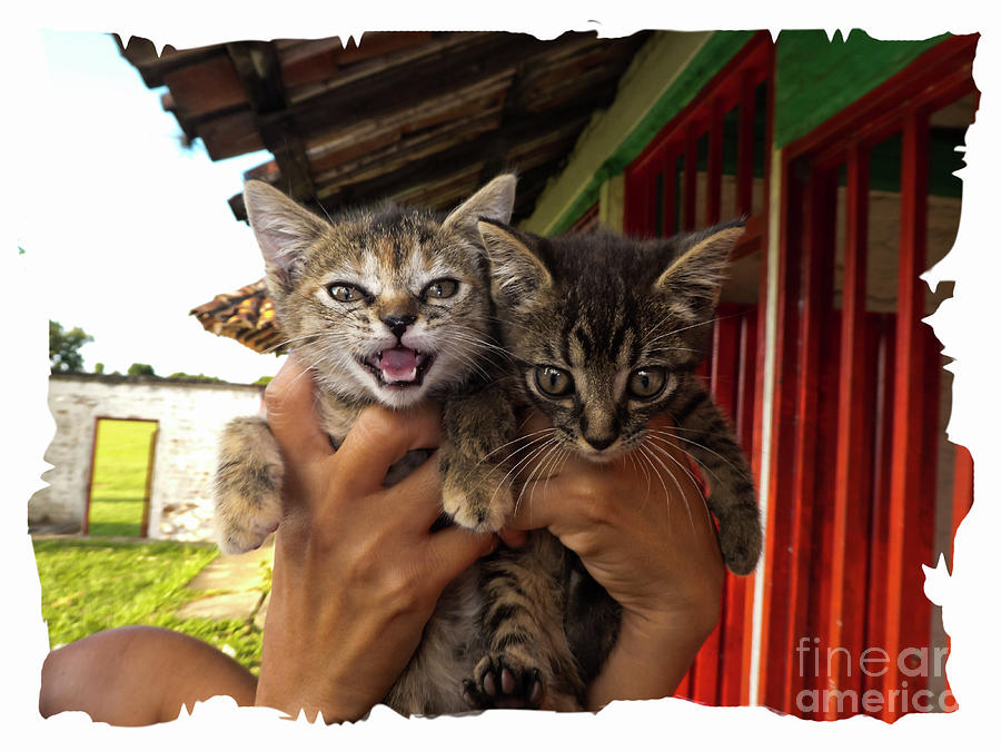 Kittens For Adoption Photograph by Al Bourassa