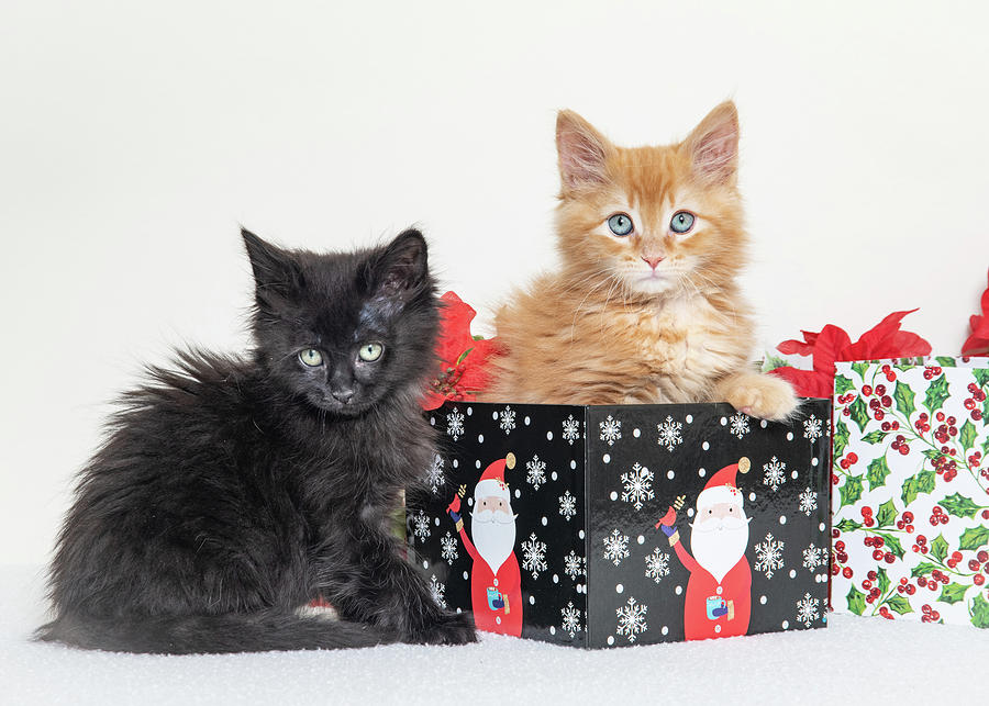 Kittens for Christmas Photograph by Janis Knight